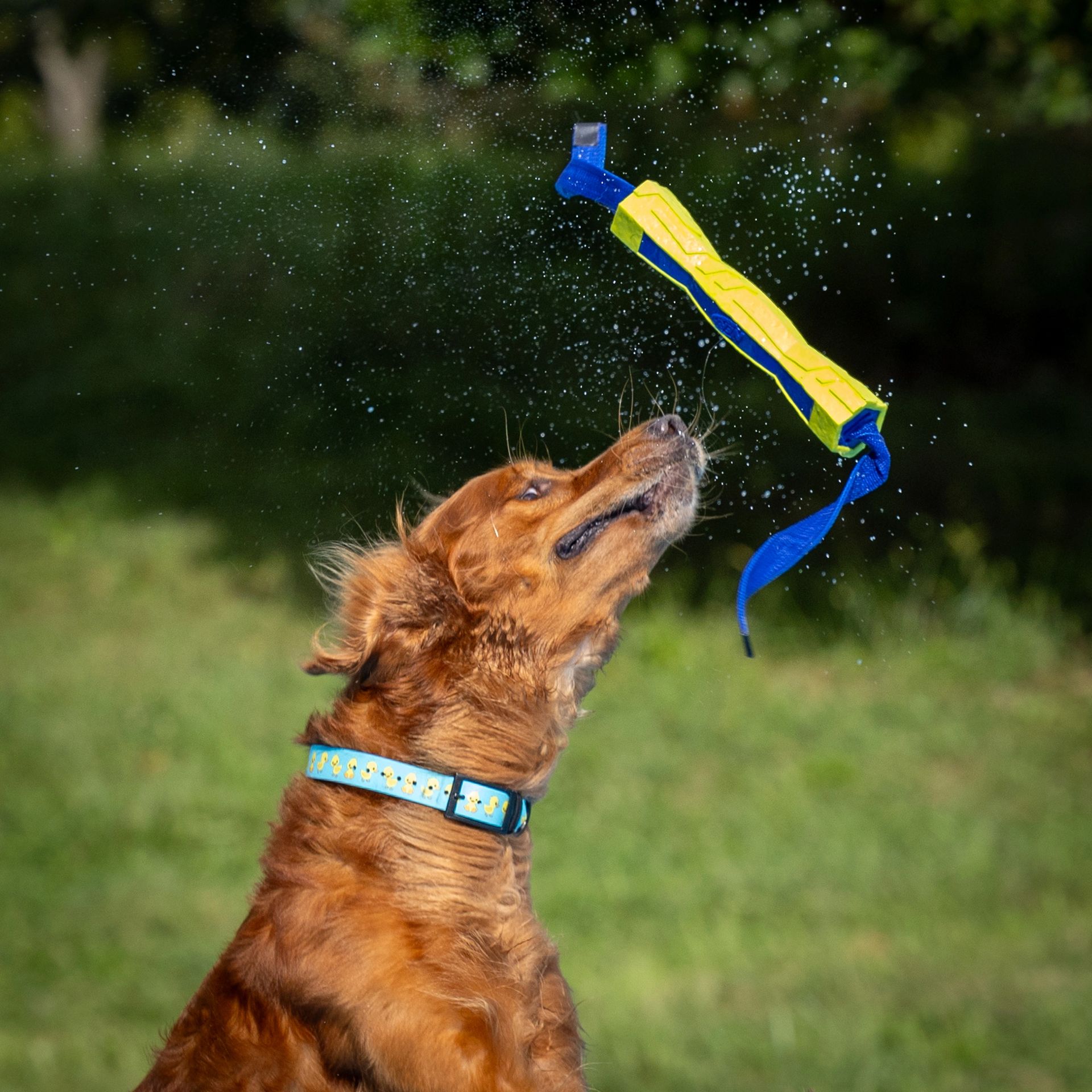 Dock diving action photography at Splash Town Warwick